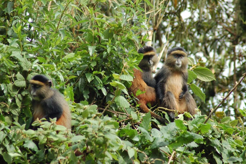 golden monkeys in Mgahinga