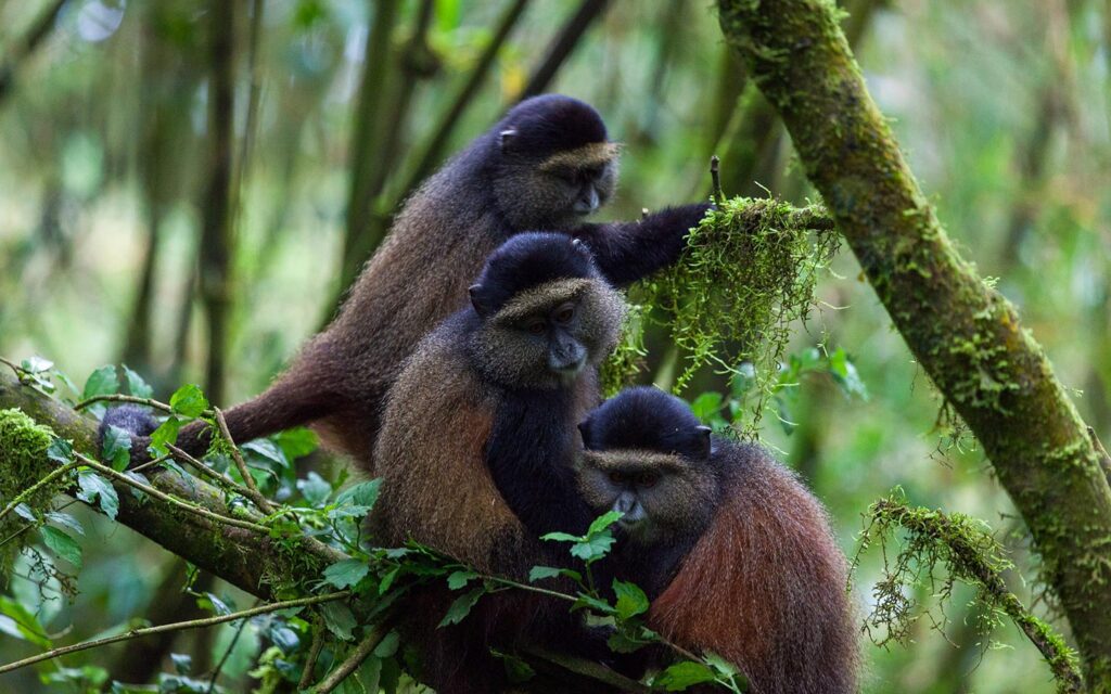 golden monkeys rwanda