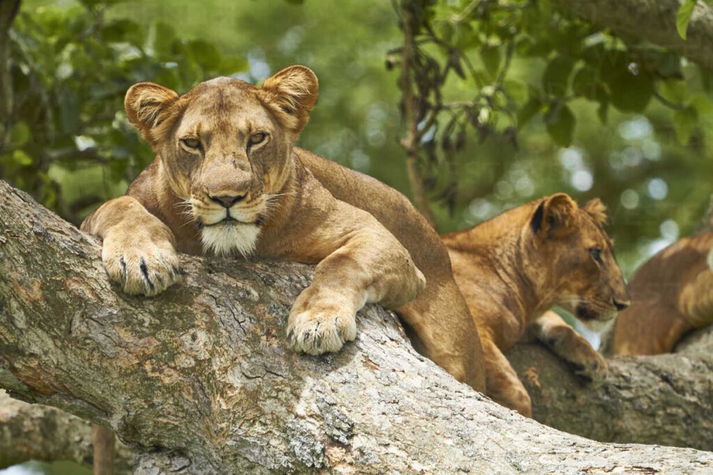 uganda lions